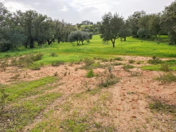 Terreno para Venda em Guia