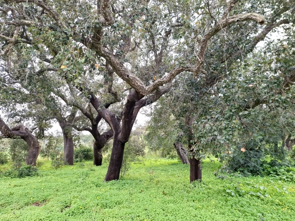 Terreno para Venda em Guia Foto 14