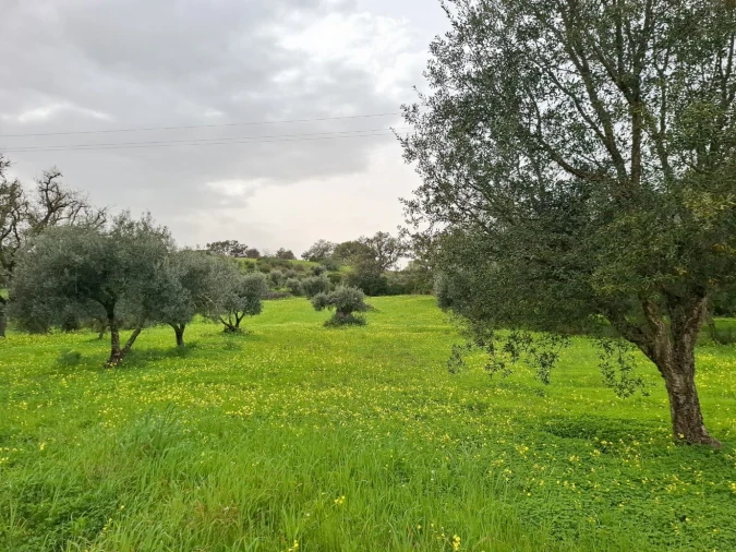 Terreno para Venda em Guia Foto 9