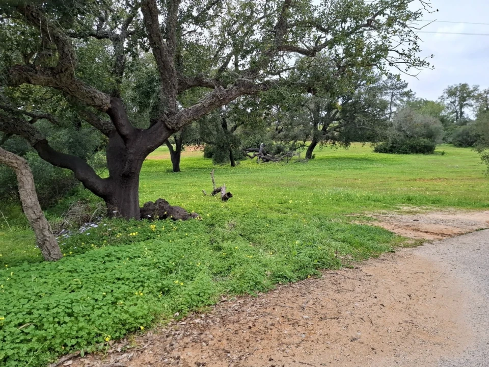 Terreno para Venda em Guia Foto 12