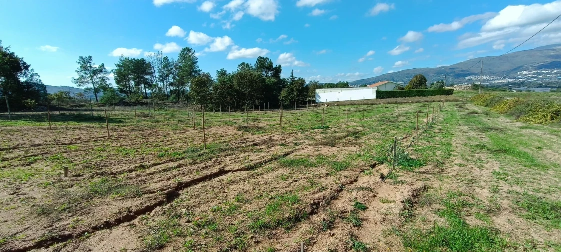 Terreno para Venda em Ferro Foto 9