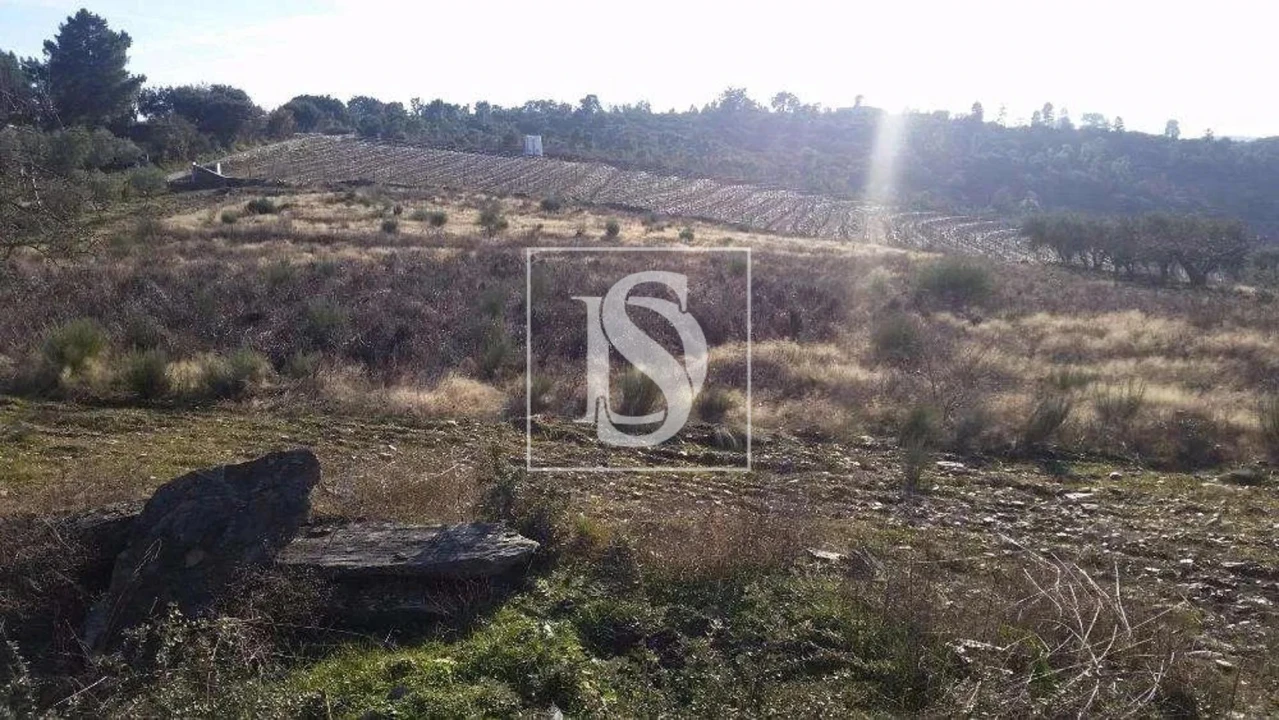Terreno para Venda em São João da Pesqueira e Várzea de Trevões Foto 18