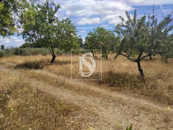 Terreno para Venda em São João da Pesqueira e Várzea de Trevões Foto 21