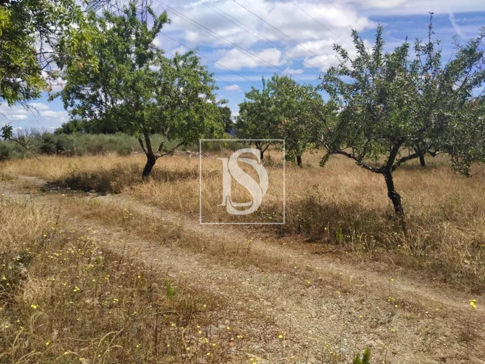 Terreno para Venda em São João da Pesqueira e Várzea de Trevões Foto 21