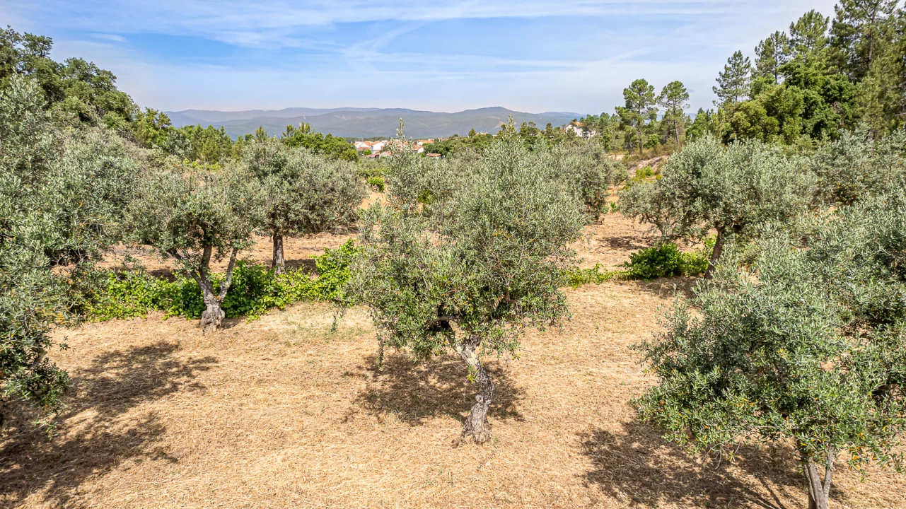 Terreno para Venda em Sarzedas Foto 2