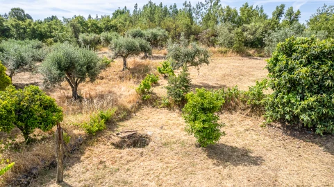 Terreno para Venda em Sarzedas