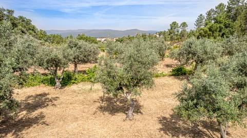 Terreno para Venda em Sarzedas