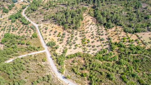 Terreno para Venda em Sarzedas