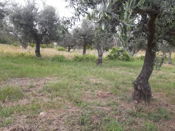 Terreno para Venda em Sarzedas