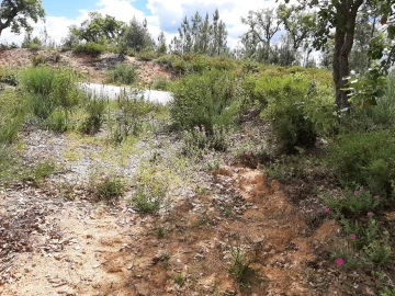 Terreno para Venda em Sarzedas