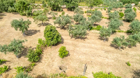 Terreno para Venda em Sarzedas