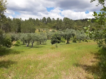 Terreno para Venda em Sarzedas