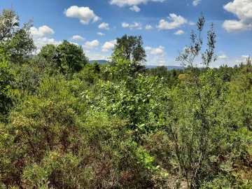 Terreno para Venda em Sarzedas