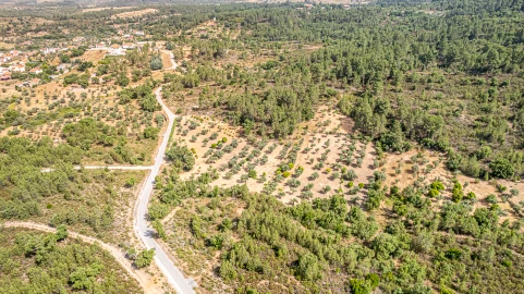 Terreno para Venda em Sarzedas