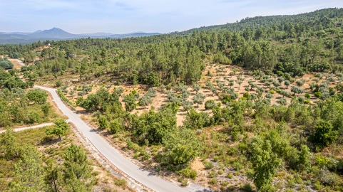 Terreno para Venda em Sarzedas