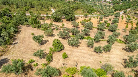 Terreno para Venda em Sarzedas