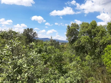 Terreno para Venda em Sarzedas