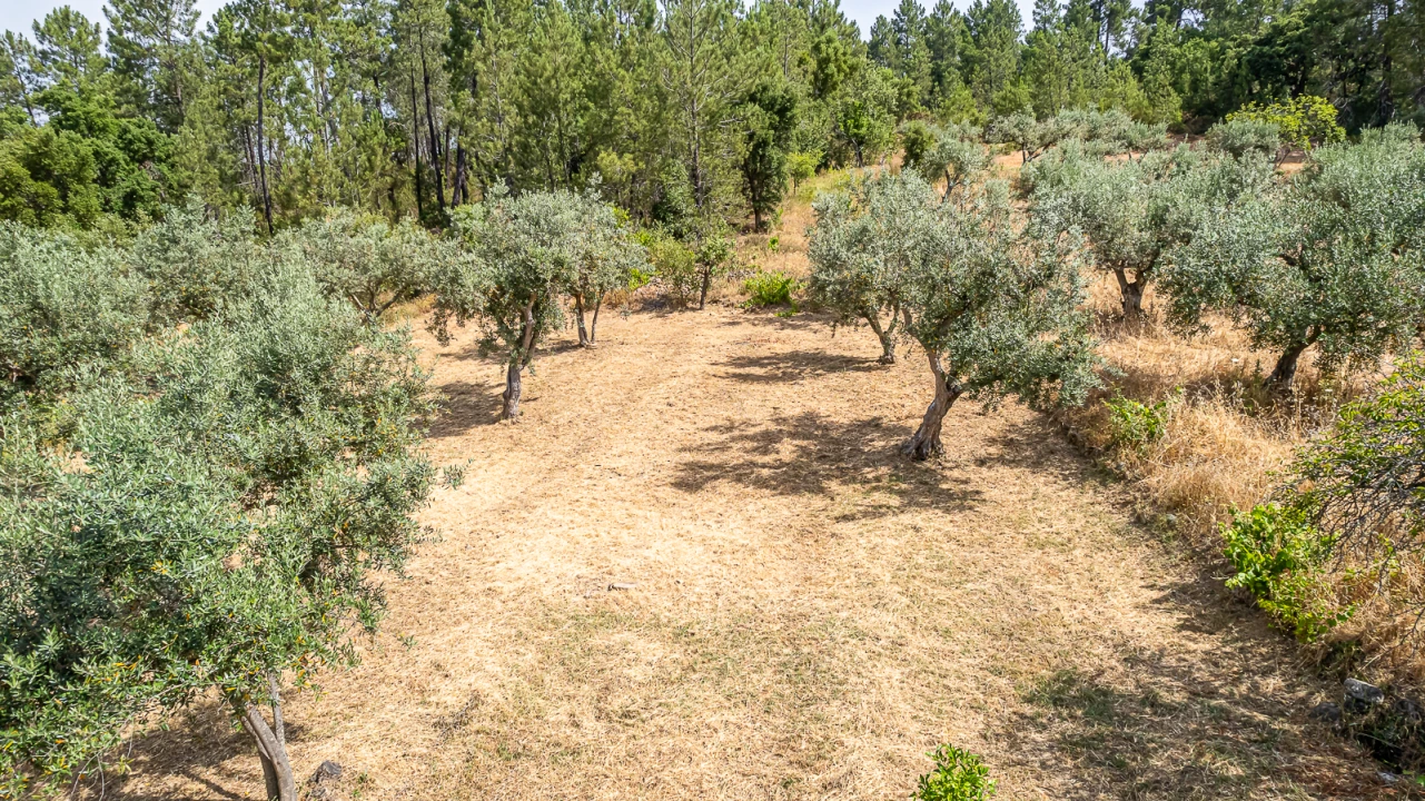Terreno para Venda em Sarzedas Foto 3