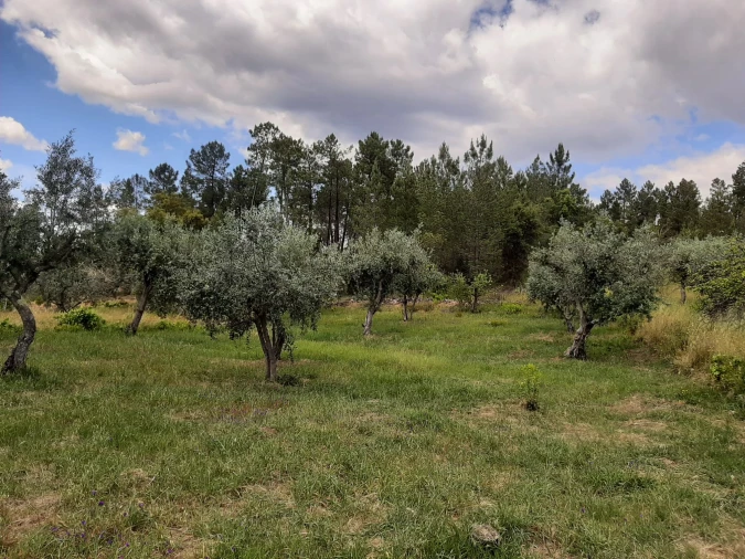 Terreno para Venda em Sarzedas Foto 18