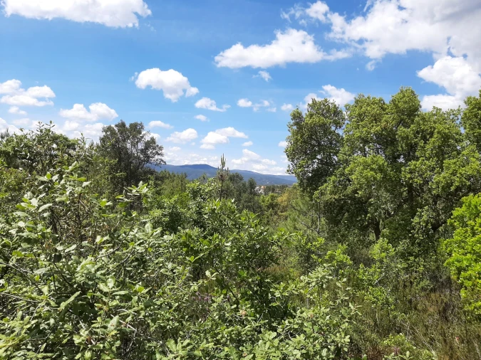 Terreno para Venda em Sarzedas Foto 20