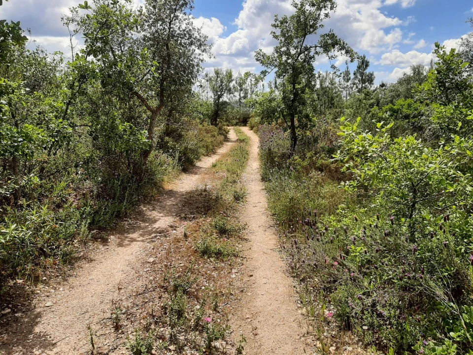 Terreno para Venda em Sarzedas Foto 26