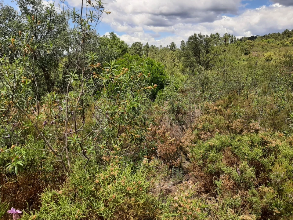 Terreno para Venda em Sarzedas Foto 25