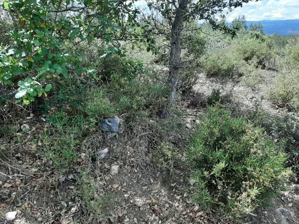 Terreno para Venda em Sarzedas Foto 23
