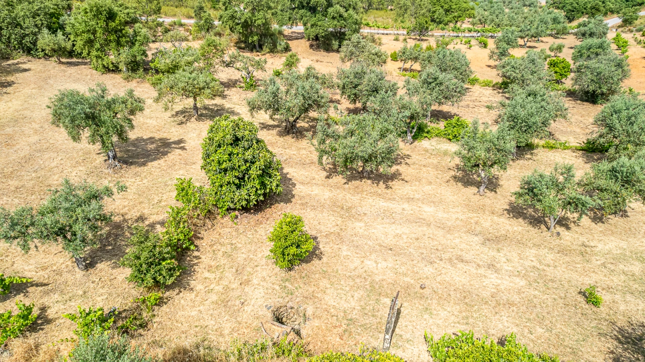 Terreno para Venda em Sarzedas Foto 6