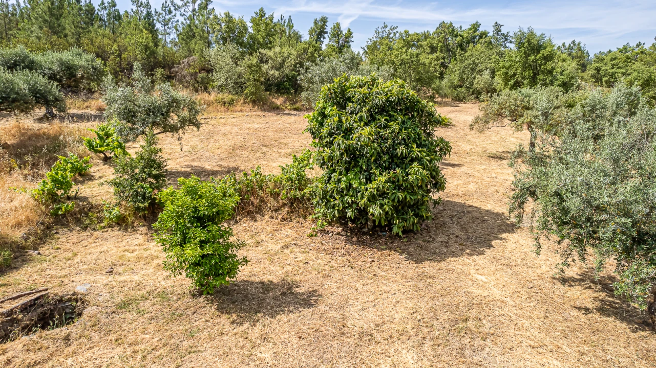 Terreno para Venda em Sarzedas Foto 5