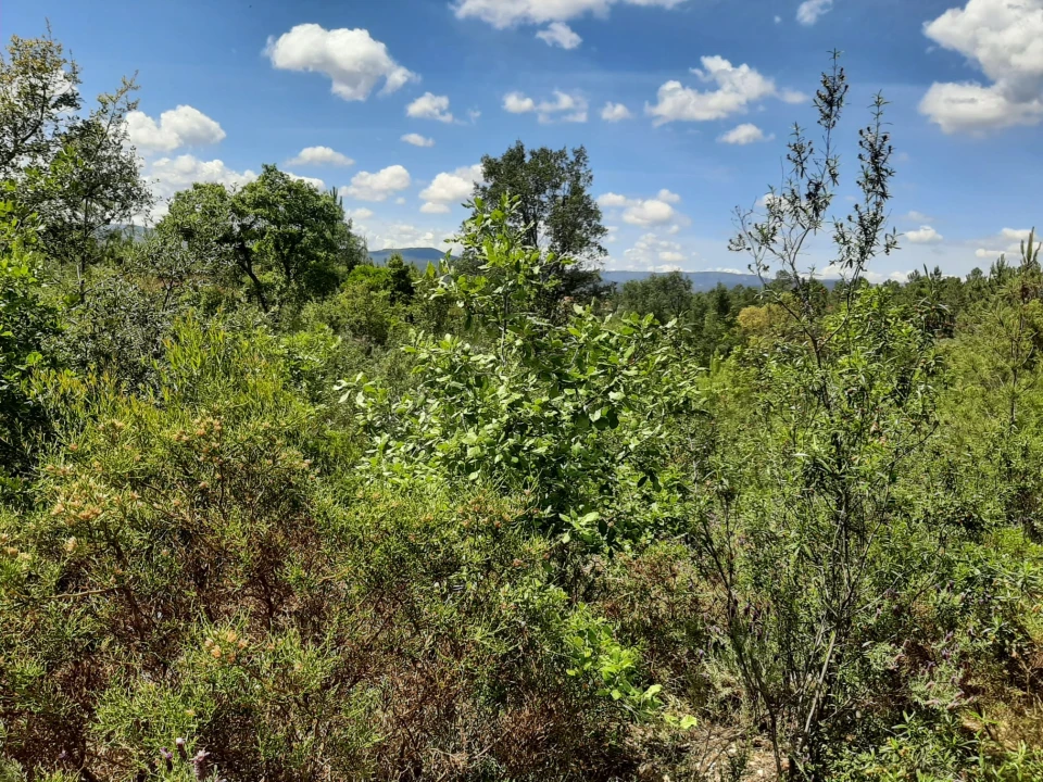 Terreno para Venda em Sarzedas Foto 22