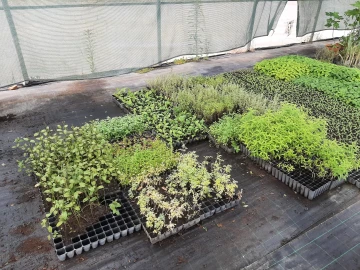 Quinta T0 para Venda em Ladoeiro