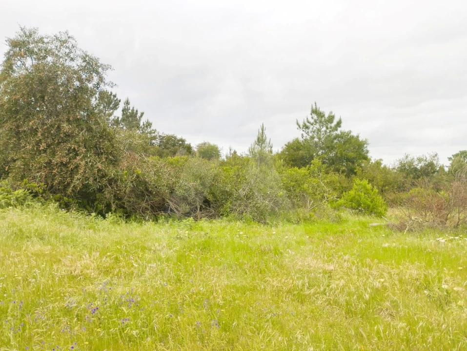 Terreno Agricola ou Rústico para Venda em Fernao Ferro Foto 11