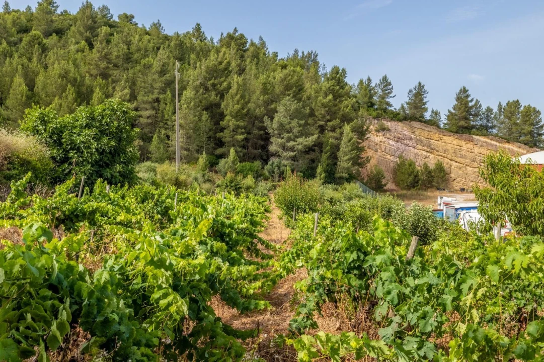 Terreno Misto para Venda em Alenquer (Santo Estêvão e Triana) Foto 29