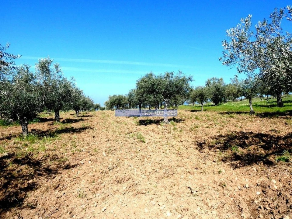 Terreno Misto para Venda em Escalhão Foto 5