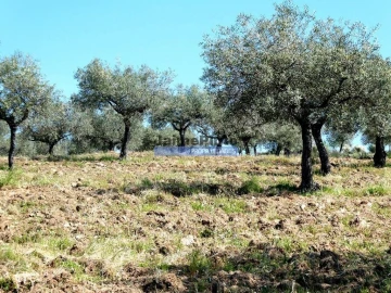 Terreno Misto para Venda em Escalhão