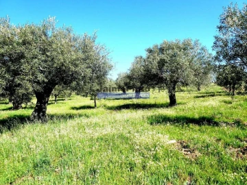 Terreno Misto para Venda em Escalhão