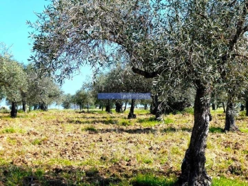 Terreno Misto para Venda em Escalhão