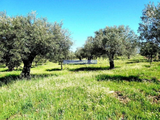 Terreno Misto para Venda em Escalhão Foto 6