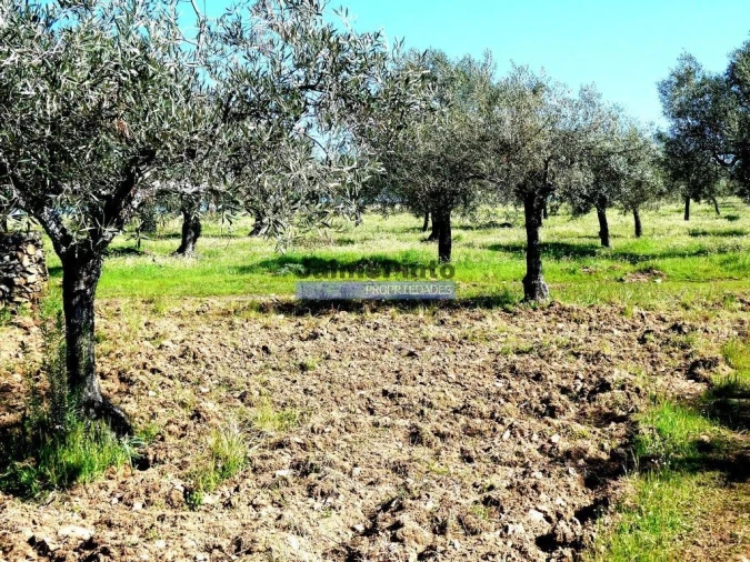 Terreno Misto para Venda em Escalhão Foto 8