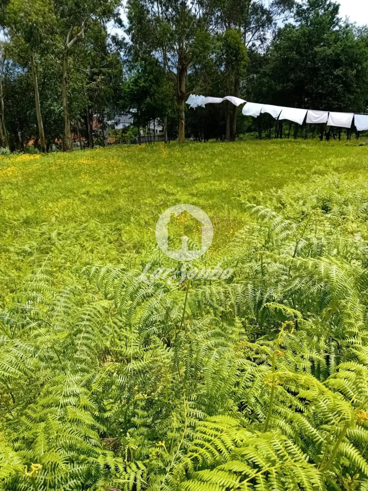 Terreno para Venda em Silvares, Pias, Nogueira e Alvarenga Foto 2