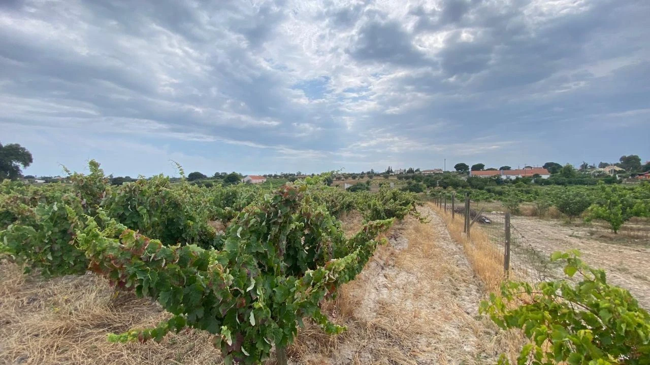 Terreno para Venda em Setubal (São Sebastião) Foto 8