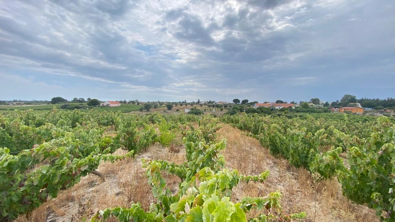 Terreno para Venda em Setubal (São Sebastião) Foto 13