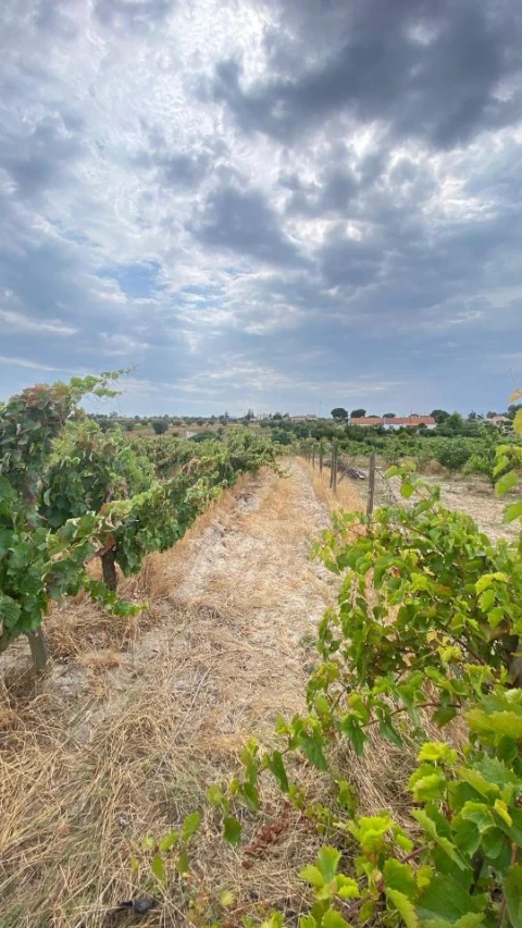 Terreno para Venda em Setubal (São Sebastião)