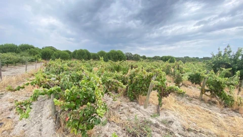 Terreno para Venda em Setubal (São Sebastião)