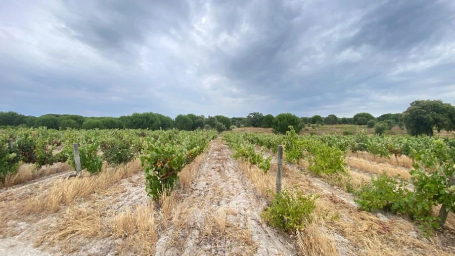 Terreno para Venda em Setubal (São Sebastião) Foto 4