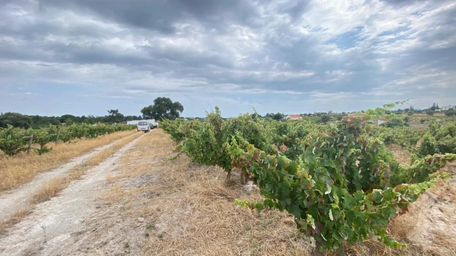 Terreno para Venda em Setubal (São Sebastião) Foto 10