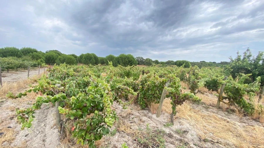 Terreno para Venda em Setubal (São Sebastião) Foto 11