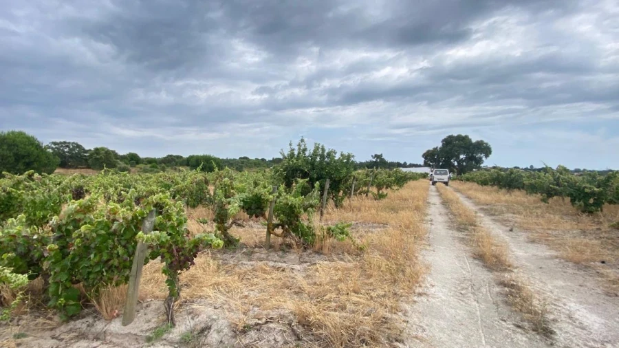 Terreno para Venda em Setubal (São Sebastião) Foto 12
