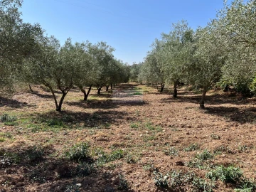 Quinta para Venda em Alfandega da Fe
