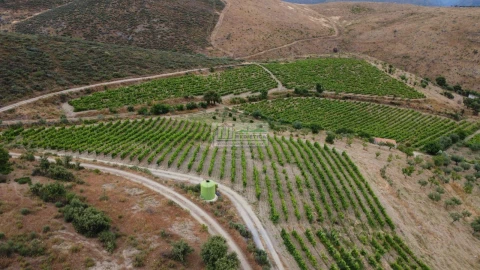 Quinta para Venda em Freixo de Espada a Cinta e Mazouco